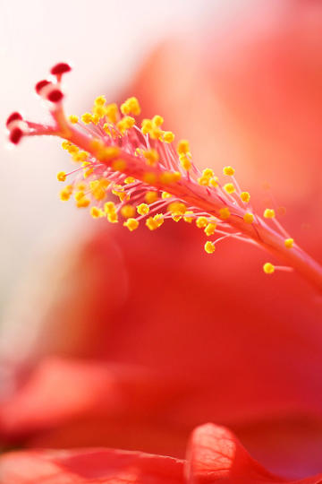 莎头 爆分